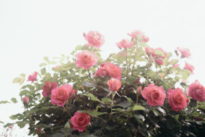 写真作品