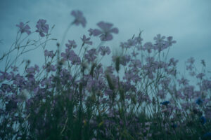 写真作品