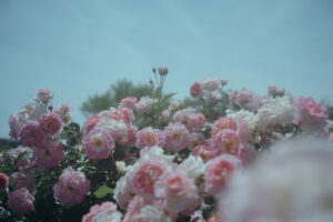 写真作品