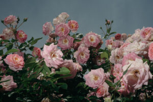 写真作品