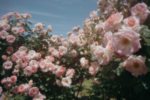 写真作品