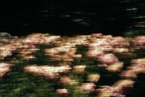 写真作品