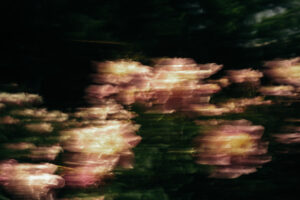 写真作品