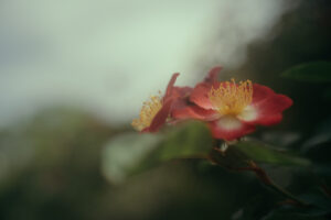 写真作品