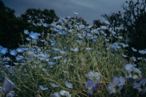 写真作品