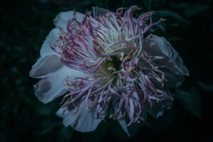 写真作品
