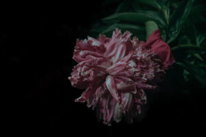 写真作品