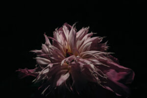 写真作品