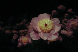写真作品
