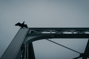 写真作品