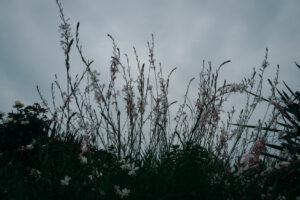 写真作品