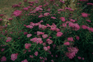 写真作品