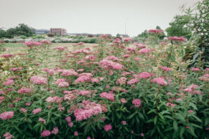 写真作品