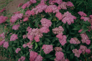 写真作品