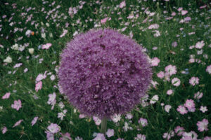 写真作品