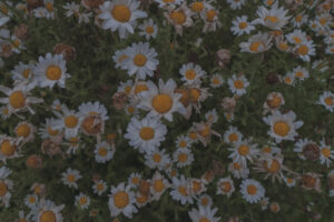 写真作品