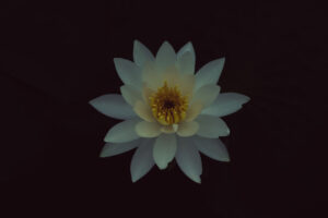 写真作品