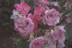 写真作品