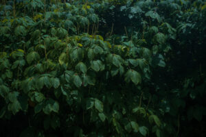 写真作品