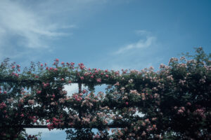 写真作品