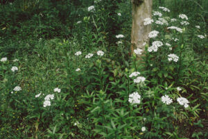 写真作品