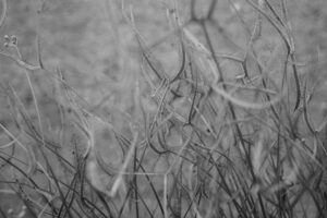 写真作品