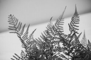 写真作品