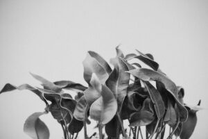 写真作品