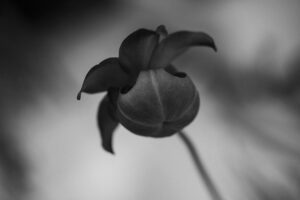 写真作品