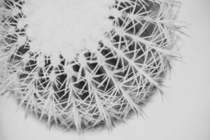 写真作品