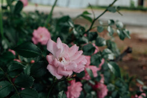 写真作品