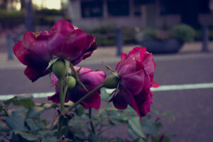 写真作品