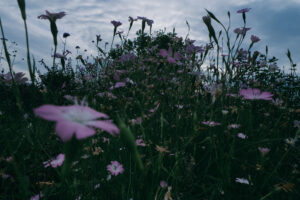 写真作品