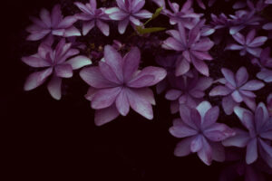 写真作品
