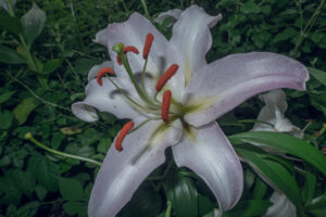 写真作品