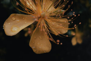 写真作品