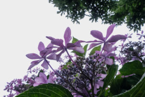 写真作品