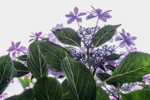 写真作品