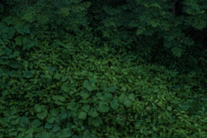 写真作品