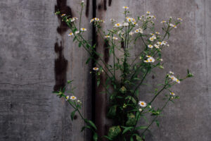 写真作品