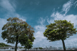 写真作品