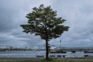 写真作品