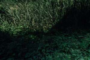 写真作品
