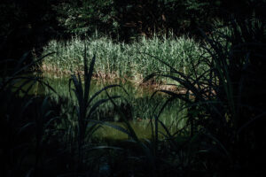 写真作品