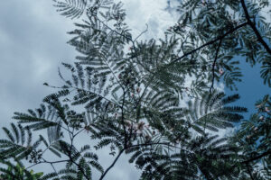 写真作品
