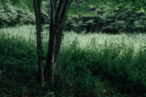 写真作品
