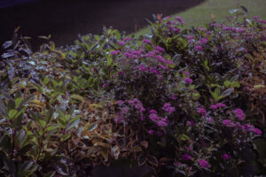 写真作品