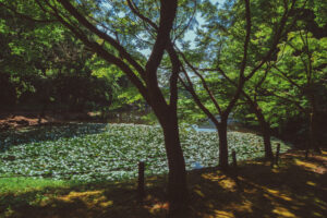 写真作品
