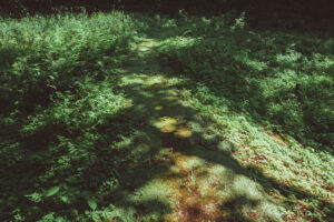 写真作品