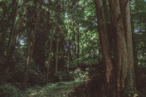 写真作品